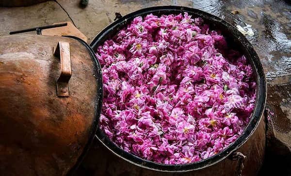 خرید و فروش غنچه گل محمدی اصفهان با شرایط فوق العاده